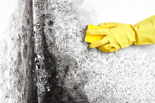 Best Industrial Mold Remediation  in Santa Ana Pueblo, NM