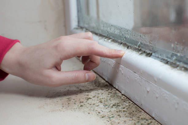 Professional Mold Removal in Santa Ana Pueblo, NM